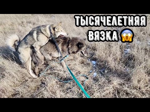 Вязка СТОЛЕТИЙ ‼️ Канадская волчица VS Западносибирская лайка. Строго 🔞