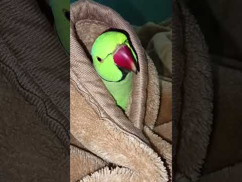 Bahut thand hai #shorts #parrot #viral