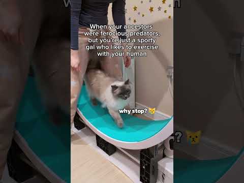 She can make it spin herself but she demands that I do it 🤷‍♀️🥹 #cats #ragdollcat #funnycat