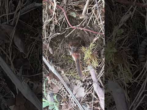 The shrike bird kills the birds and even demolishes their houses伯劳鸟偷走了鸟妈妈的孩子，还强拆了小鸟的房子，坚强的鸟妈妈怎么做？