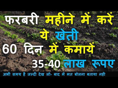 फरबरी महीने में करें ये खेती 60 दिन में कमायें 35-40 लाख रूपए | Smart Business Plus