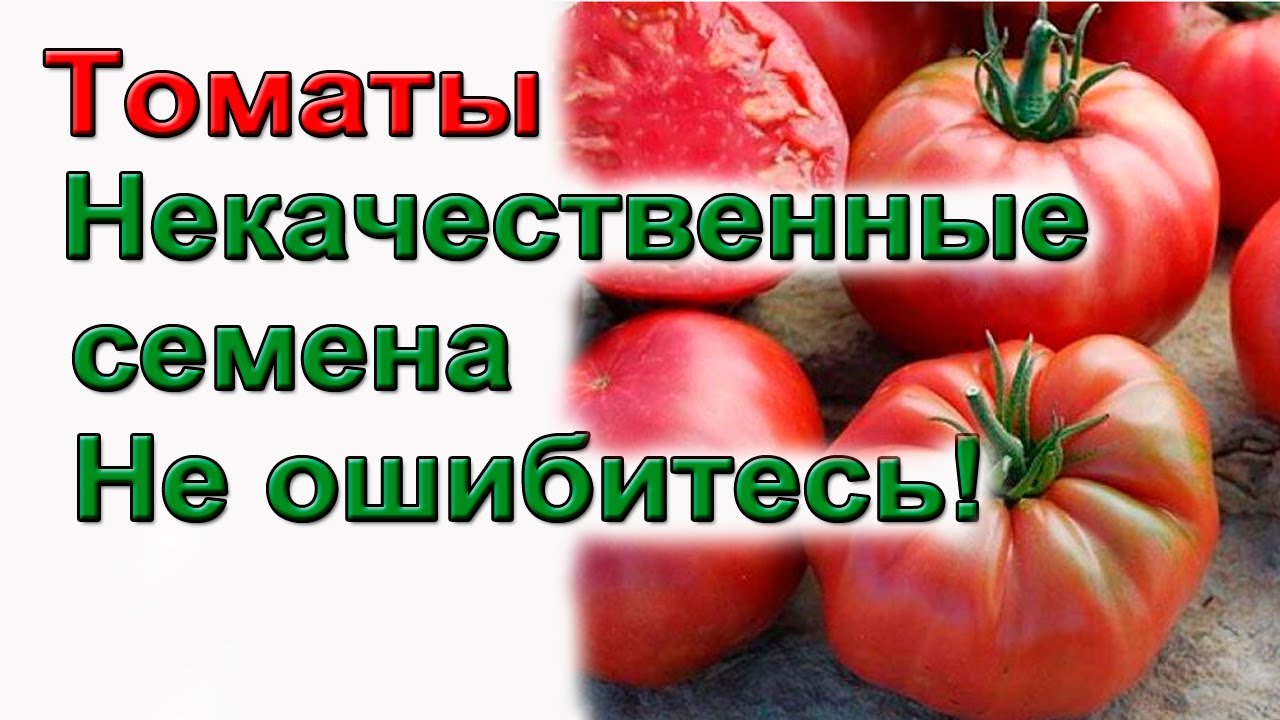 Семена томатов, основные причины некачественных семян