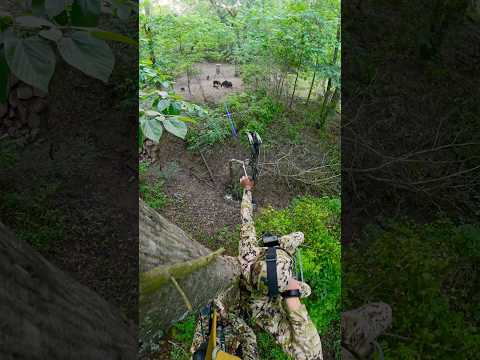 Being Patient Pays Off! - Bowhunting Hogs With Lighted Nocks! #shorts #hunting #hoghunting