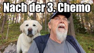 Nach der Chemotherapie mit dem Hund unterwegs im Wald in Finnland 🌲🐕
