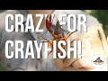 Crayfish Biology and Characteristics