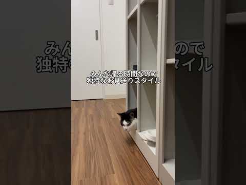 会社猫ふくの日常😸モフモフスリッパが下駄箱に片付けられていました😁#会社猫#株式会社日章#トラック