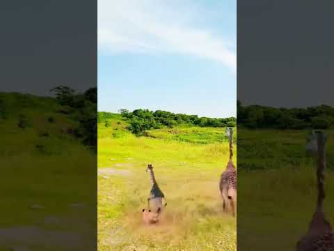 Giraffe is chased by lion. Confusing behavior of animals. Animal fighting power competition