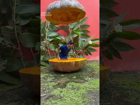 Pumpkin hatch #trending #shortvideo #viralshorts #funny #magic #comedy #memes #edit #tutorial #trend