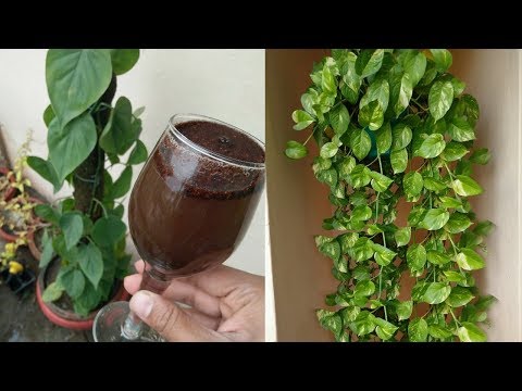 MAGICAL FERTILIZER FOR MONEY PLANT
