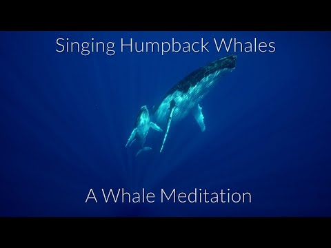 A whale meditation - We Relax Together - shot in 4k - YouTube(13分10秒)