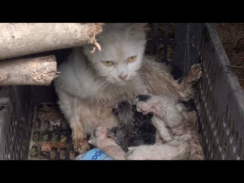 A Great Mother Cat ! The Mother Cat Came to My Garden and Gave Birth to Six Kittens