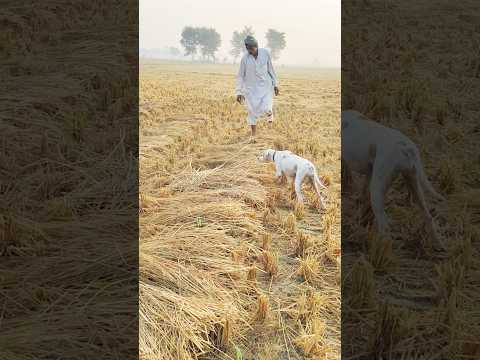 Batair ka shikar jall Ka sath ||hunting Quail in Pakistan|| 2024 #shorts