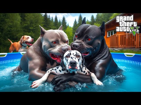 PİTBULL AİLESİNE ARTIK KİMSE BULAŞAMAZ! DALMAÇYALI AZAP'I NASIL YENDİLER? - GTA 5