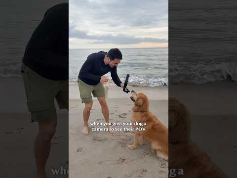 My dog films her own video!