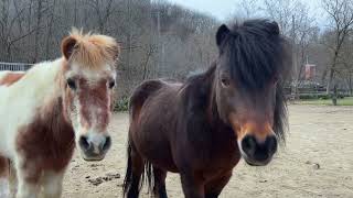 Horses | #funny | #comedy | #funnyvideos | #funnymemes| #jokes