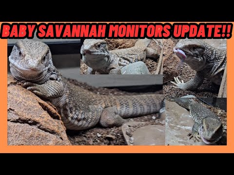 BABY SAVANNAH MONITOR UPDATES! NO LONGER BABIES?