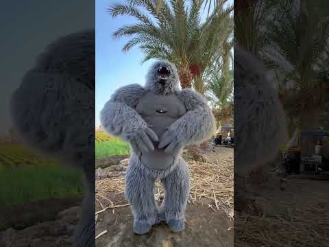 علي خايف من الغوريلا