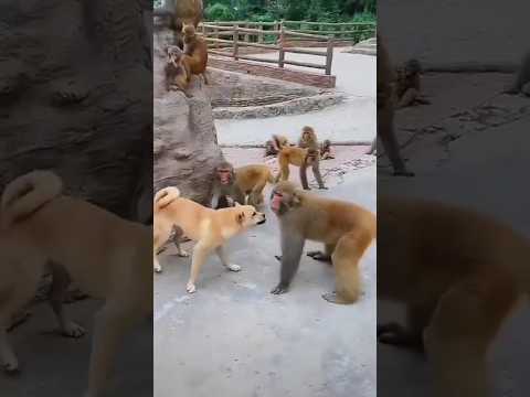 #dog Vs #monkey #trending  #monkeyvsdog #shortvideo