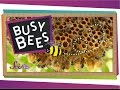 Understanding Bee Anatomy and Behavior