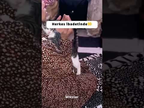 Saygı duyuyoruz 🥹🤲 #cat #kedivideoları #kedivideoları