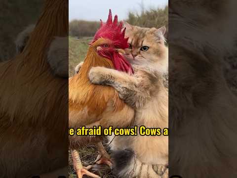 Cat protects rooster, outdoor adventure.(Click to watch the full versionクリックして完全版を見る)#cute #funny