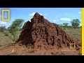 Inside a Termite Nest