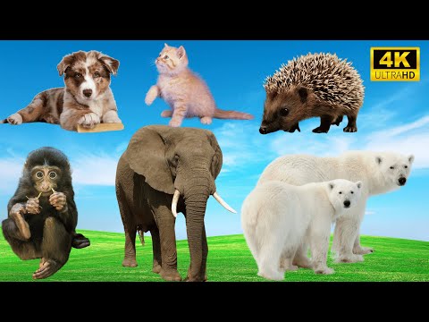 The Best of Farm Life: Dog, Cat, Monkey, Elephant, Bear, Hedgehog - Animal Videos