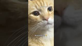 BRUSCHIMICHIS 357 😹