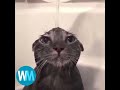Identifying Cats and Their Stories