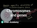 Understanding Traits and Genetics in Puppies