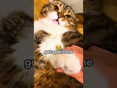 ๐ฑ Gatto panzone (PARTE 33)