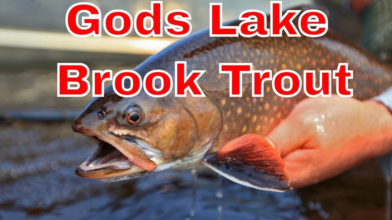 BIG Brook Trout of Gods Lake - The New Fly Fisher