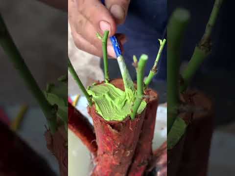 Cách ghép cây hoa Hồng rừng #cácloạihoahồng #bonsai #hoahongbonsai #hoahong