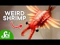 Prehistoric Animals and Their Adaptations