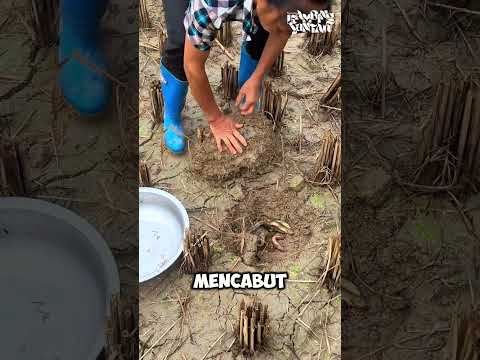 Temukan Gerombolan Belut Saat Cabut Akar #shorts