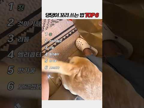 꼬리 하나로 다 표현하는 강아지ㅋㅋ 댕댕이 반응 TOP6