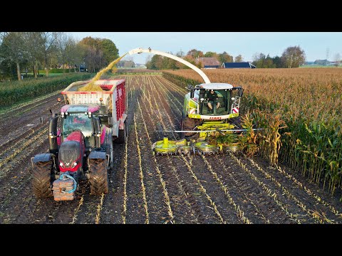 Mais Silage 2024 | Claas Jaguar 950 + Valtra | Dreierink