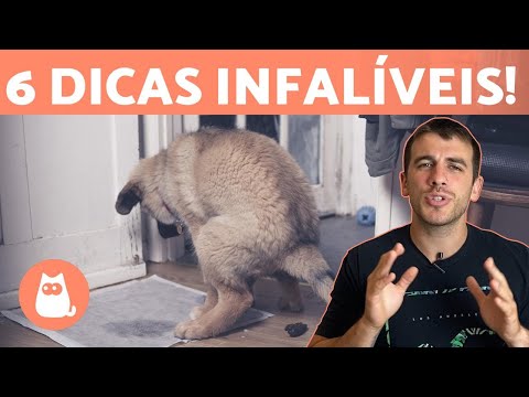 Como ensinar o cachorro a fazer suas necessidades no lugar certo 💩🐶 (6 dicas!)