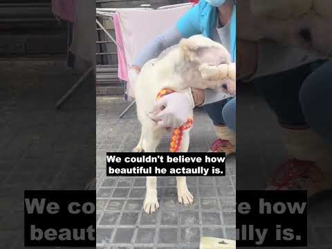 The vets tried their best to get this poor dog out of his trauma