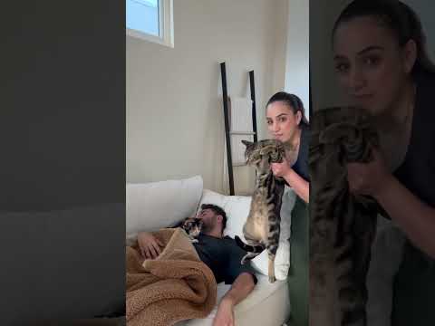 THE BETRAYAL AT THE END! 💔 #cat #funny #viralvideo #youtubeshorts #pets #foryou #family #funnyvideo