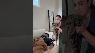 THE BETRAYAL AT THE END! 💔 #cat #funny #viralvideo #youtubeshorts #pets #foryou #family #funnyvideo