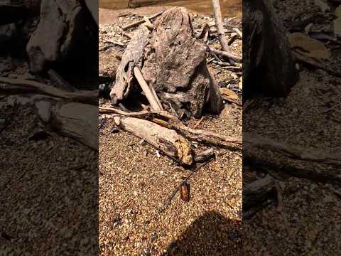 So Crazy..,😱😱,‼️we got $100.000 in rare wood fossil. #golddiscovery #goldprospecting #goldtreasure