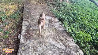 Dad came to the island to visit Monkey Kaka, the little girl was very excited to welcome dad.