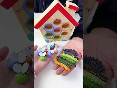 Tranh cãi nảy lửa. Liệu đây là nhà của ai #funnyshorts