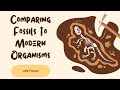 Evolutionary Evidence and Fossil Analysis