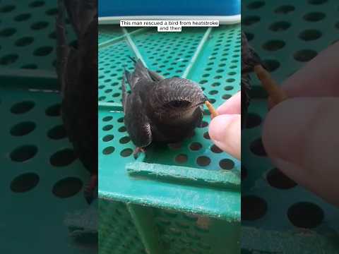 This man rescued a bird from heatstroke and then released it back into the wild #animalshorts