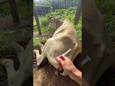 Multivitamin ATP sapi kaki patah.#cow #animals #shorts