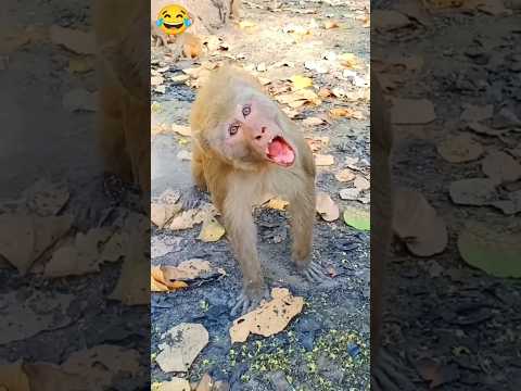 Look At The Anger Of The Monkey 🤣🤪