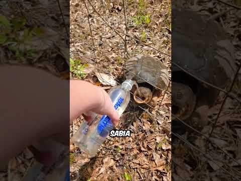 Essa Tartaruga é Mais Perigosa do Que Parece! 😱