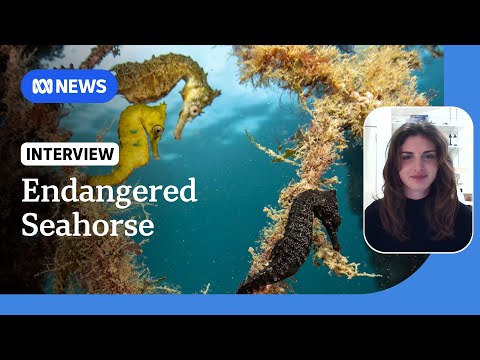 YouTube video thumbnail: Researchers Want to Know why the Endangered White's Seahorse Numbers are Declining